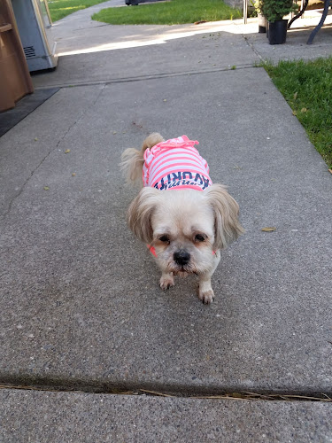 GinnieO’s Dog & Cat Grooming