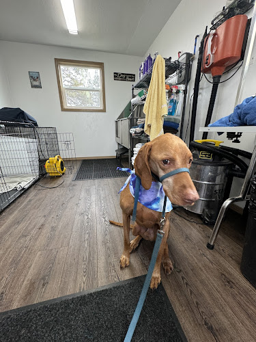 All Dogs Bathing Station