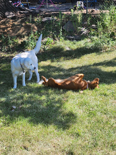 Sarah’s Paws Spokane