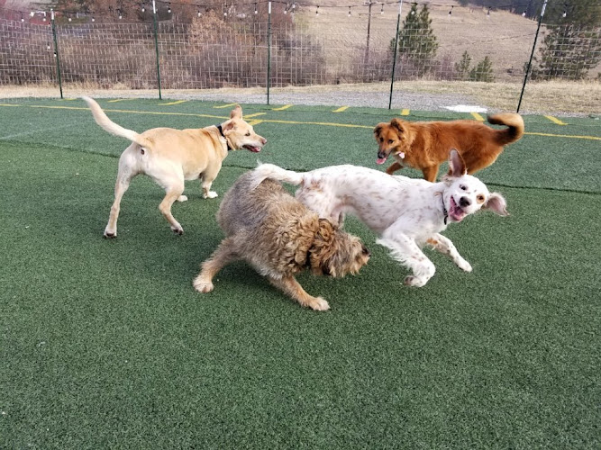 Palouse Pooch Playground