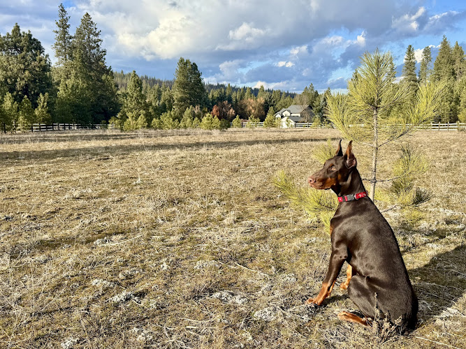 *PRIVATE* Sniff Spot Dog Park