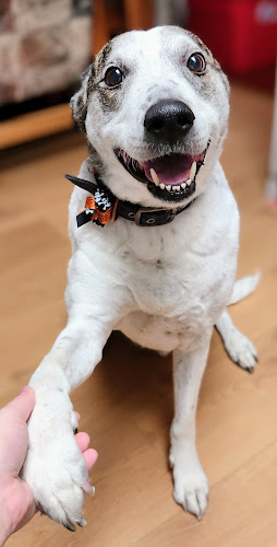 Heather’s Canine Cuts