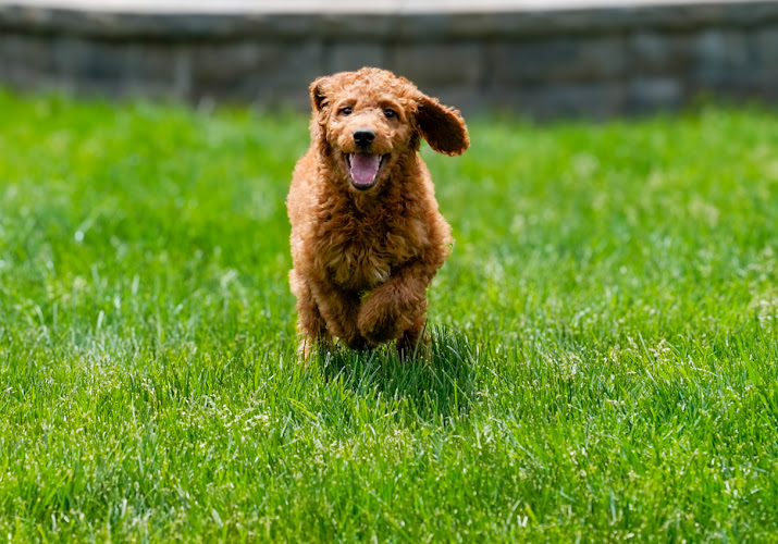 Northwest Sporting Doodles