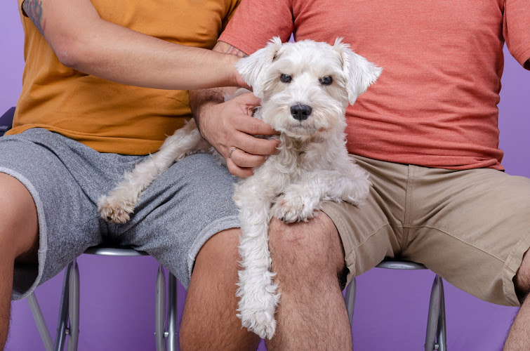 Angel’s Doggy Daycare