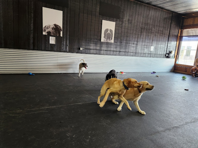 Rex & Relax Indoor Dog Park