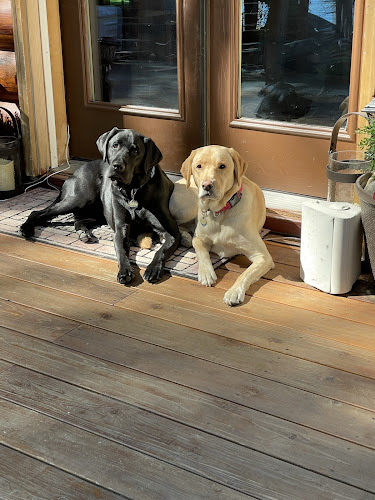 Northern Tails Dog Training & Intuitive Animal Communication