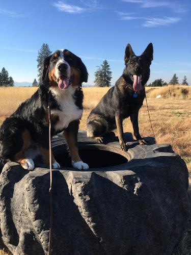 Pawsitive Canine Academy