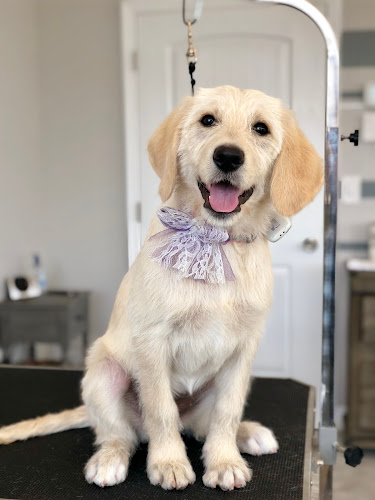 ModernAve Pet Parlor