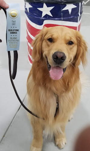 Heavenly dog obedience