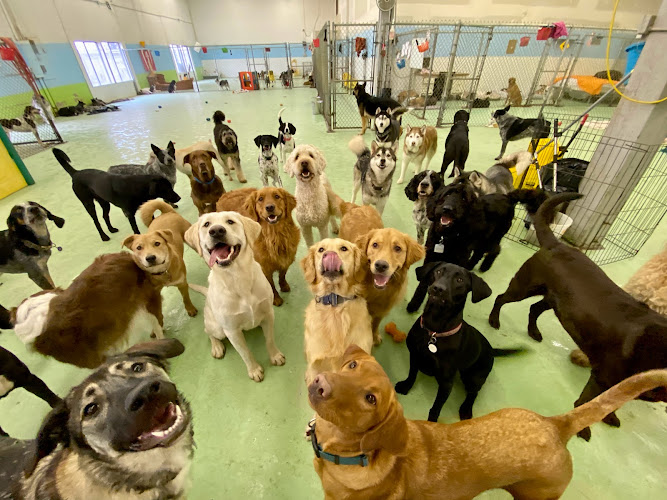 Doggyland Daycare & Boarding