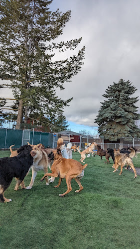 SpoK-9 Valley Pet Center