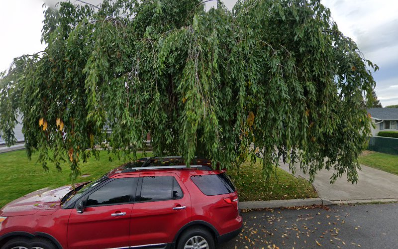 King French Bulldogs