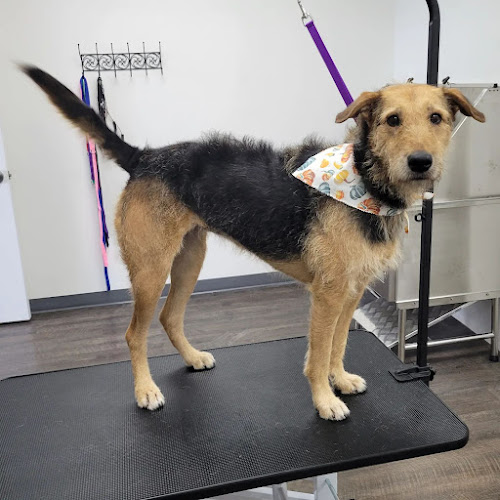 Phases Pet Salon
