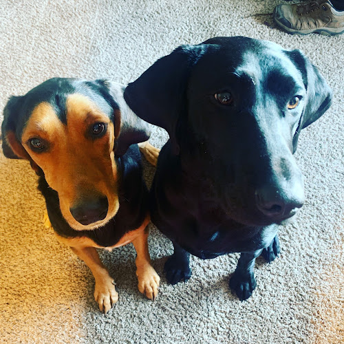 Pet Vet Hospital and Wellness Center