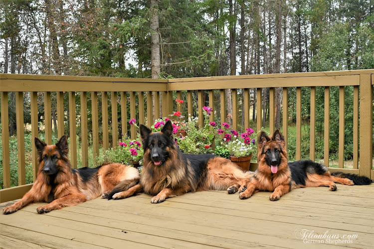 Tiltonhaus German Shepherds