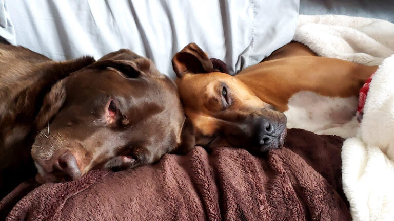 Loving Paws Pet Loss Center