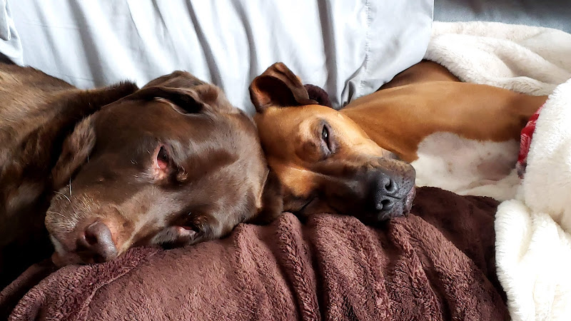 Loving Paws Pet Loss Center