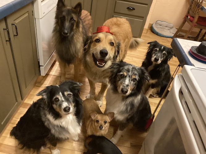 Animal Emergency Clinic