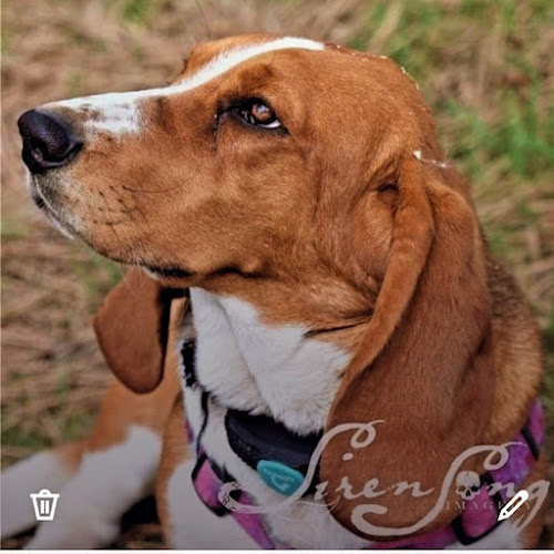 Peaceful Valley Bassets