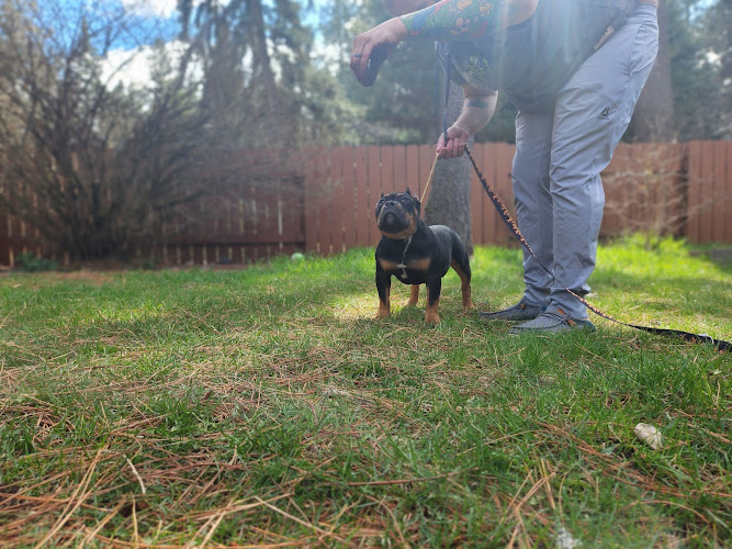 Northwest outlaw breeding