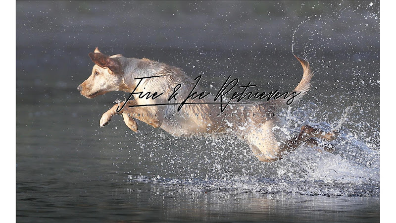 Fire And Ice Retrievers