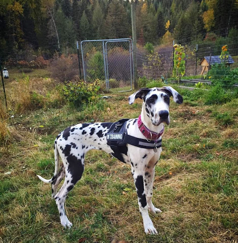 Happy Tails Dog Training and Behavior