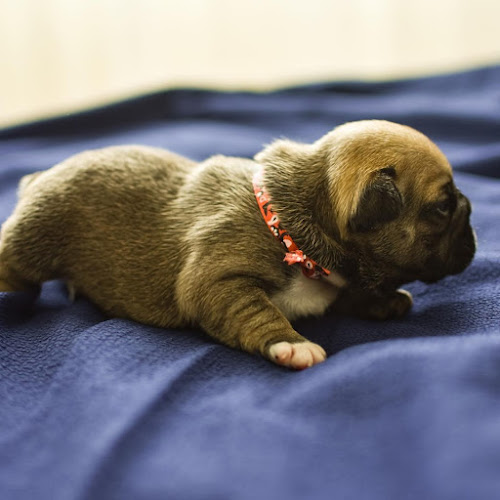 Vision French Bulldogs