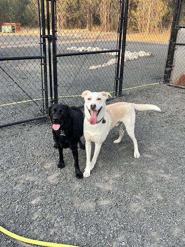 Chattaroy Dog Boarding