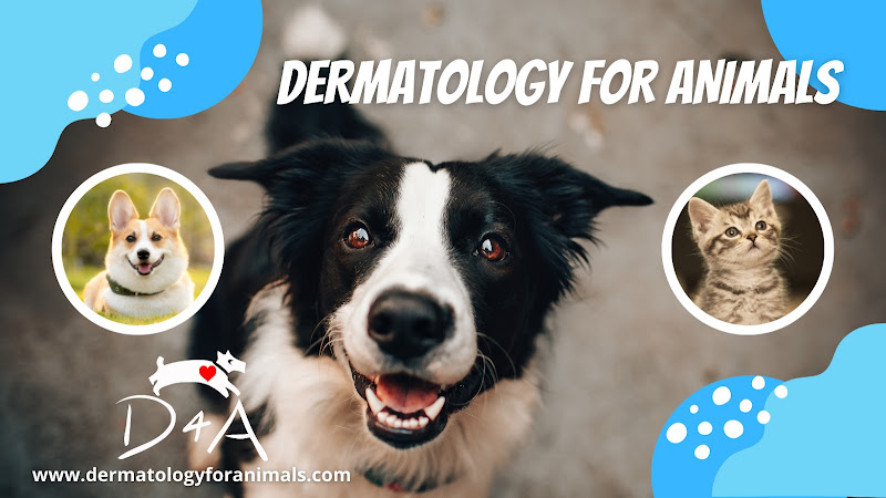 Dermatology for Animals – Liberty Lake