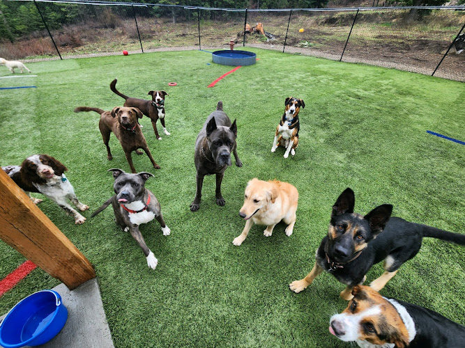 Hot Diggity Dog Boarding