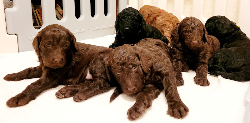 Poodle Puppy Passion