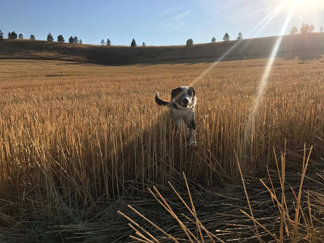 Catbird Stockdog Training