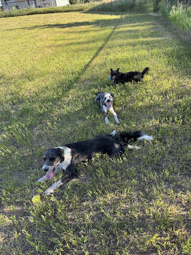 Speedy Tail Acres-Private Dog Park