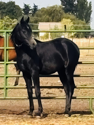 Rolling Rock Stables