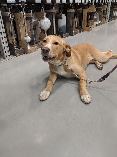 Wild Paws Training