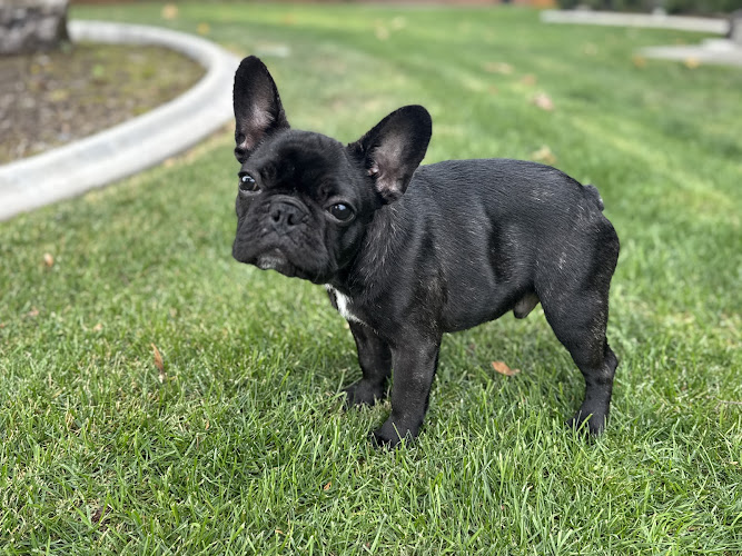 Serene Prairie French Bulldogs