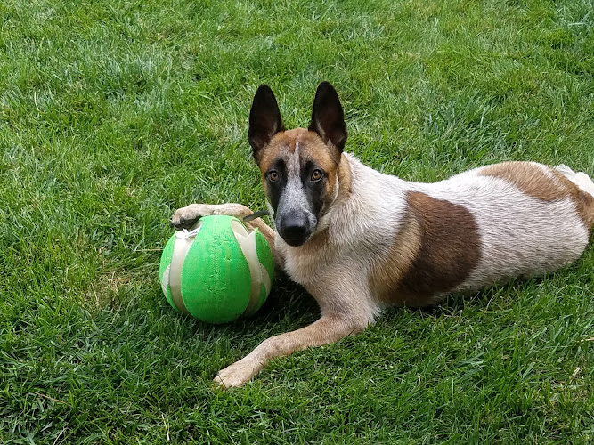 Updawg Pet Hotel & Daycare